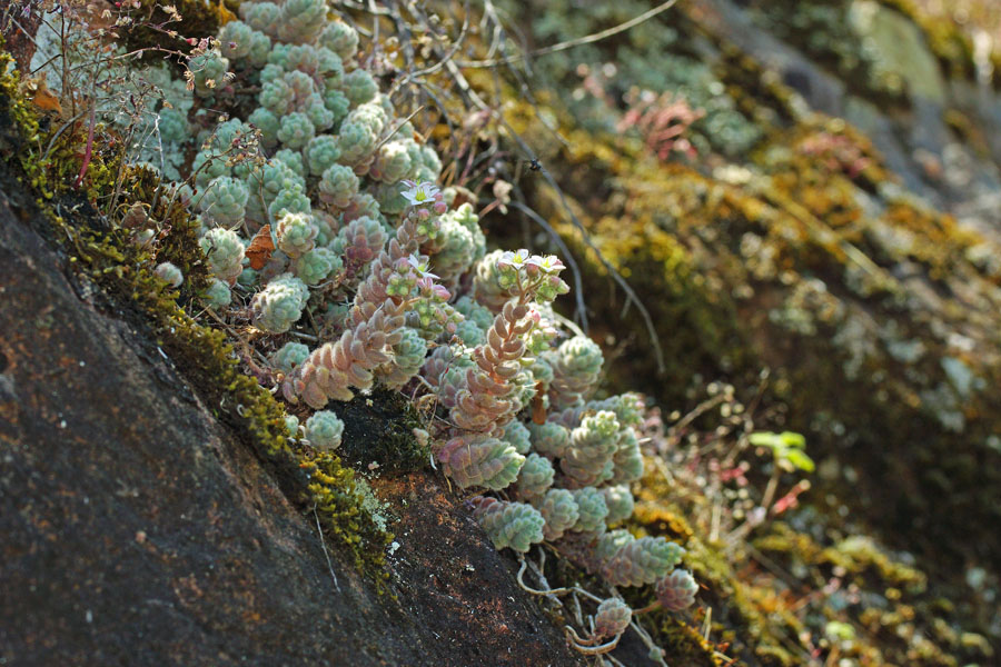 Sedum dasyphyllum subsp. glanduliferum / Borracina glandulifera